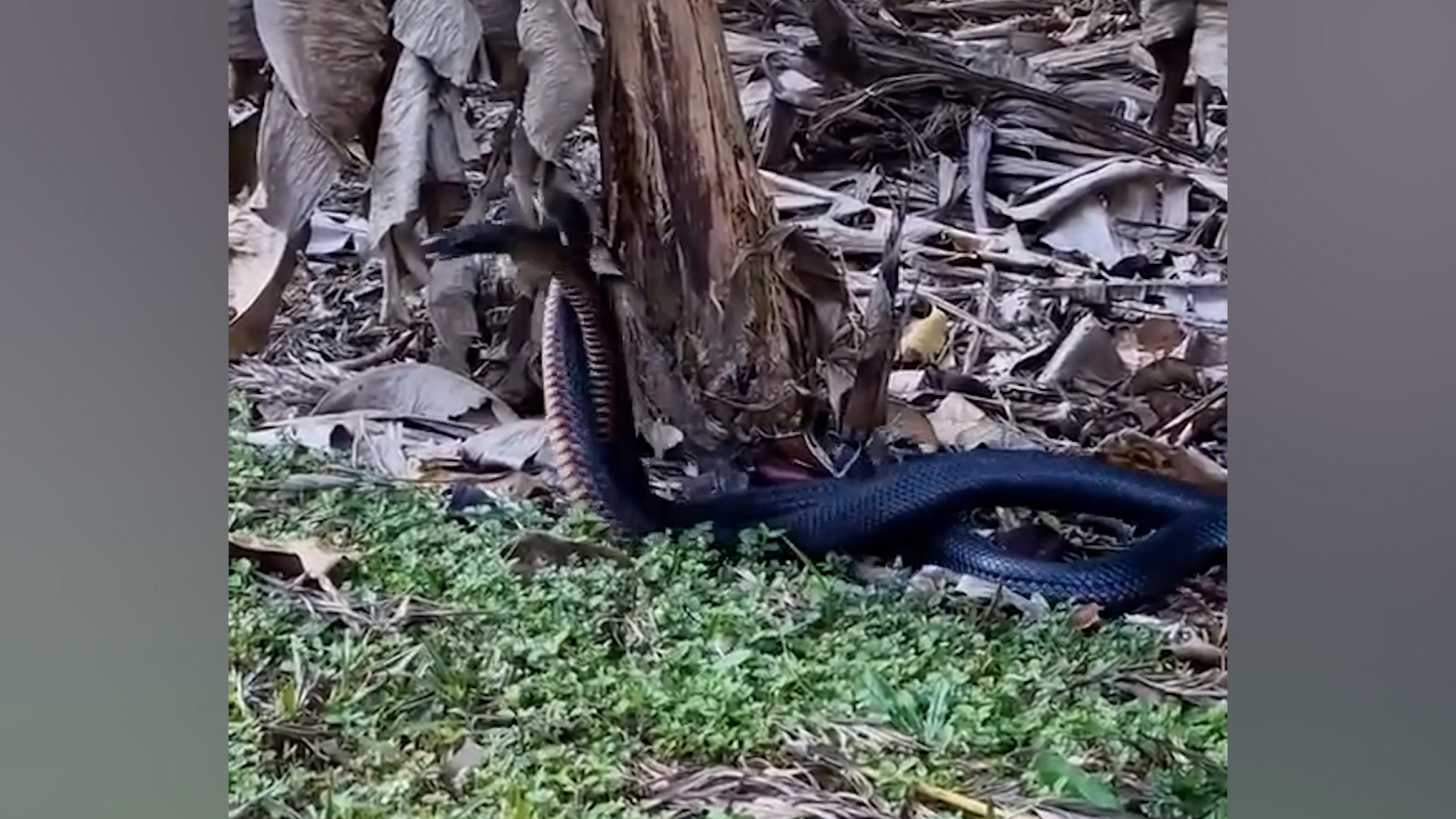 Watch Two Black Snakes Fight In Battle Over A Female