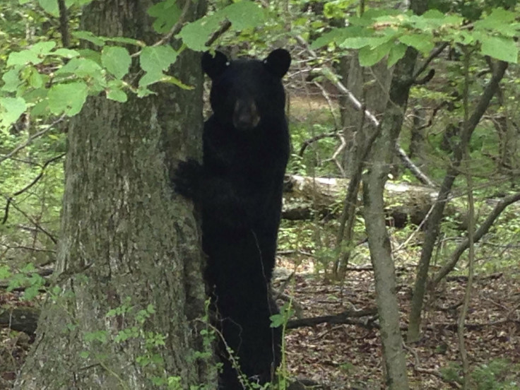 Black bear