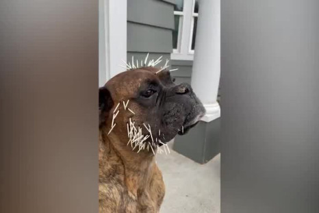 Dog Left Covered in Porcupine Quills After Tussle With Animal