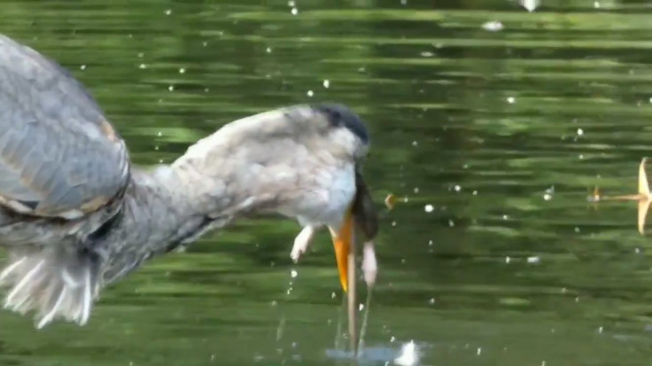 Great Blue Heron Filmed Eating A Rat In New York City