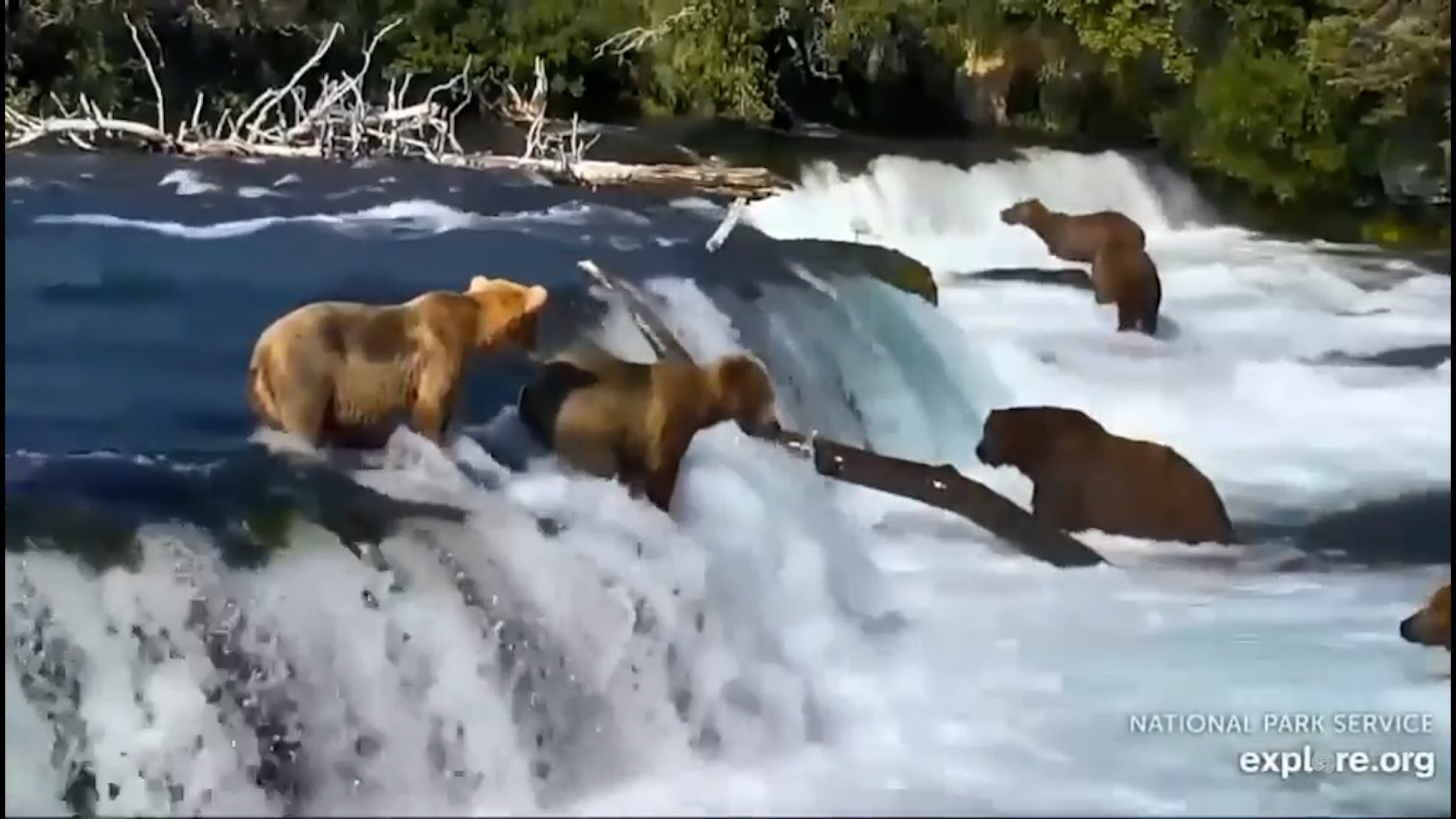 Watch Bear Tumble Down Waterfall Trying To Catch Fish