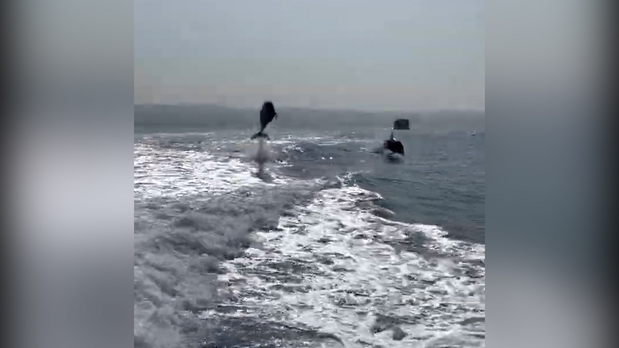 Amazing Video Shows Leaping Dolphins Chase A Boat In California
