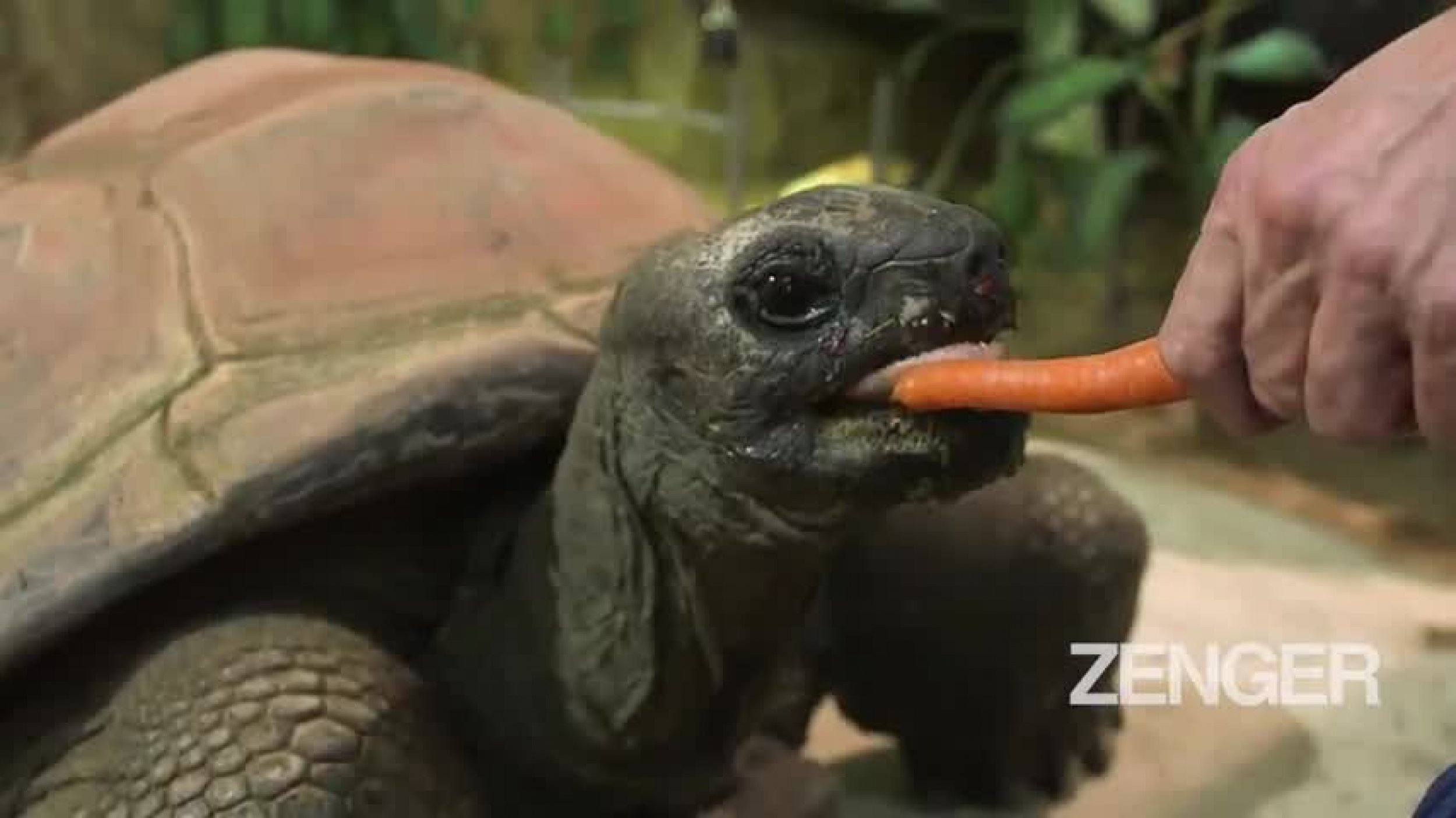 Zoos Giant Tortoise Dies At Age 130