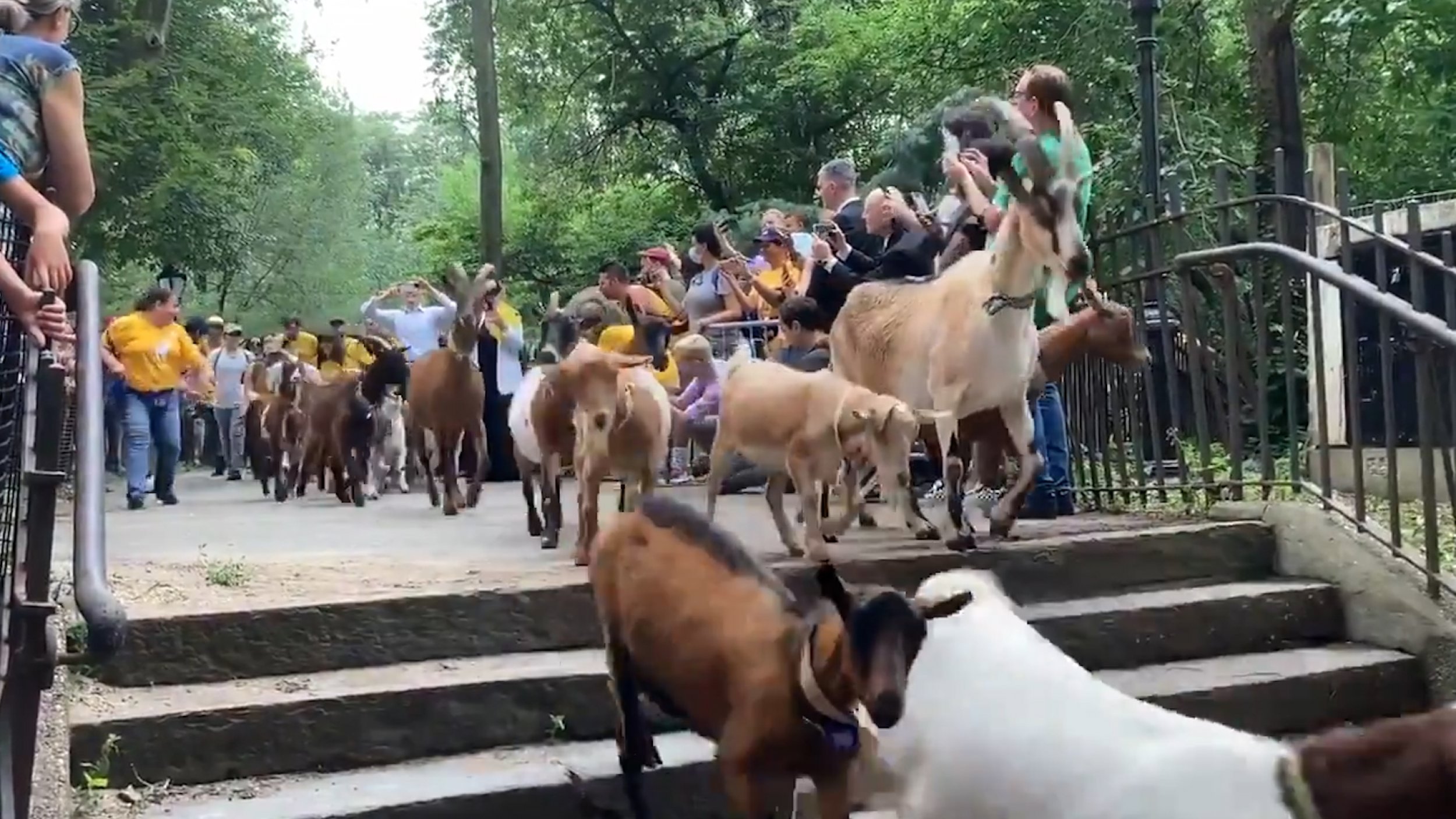 Watch Goats Set Loose In Riverside Park To Stop Spread Of Invasive Plants