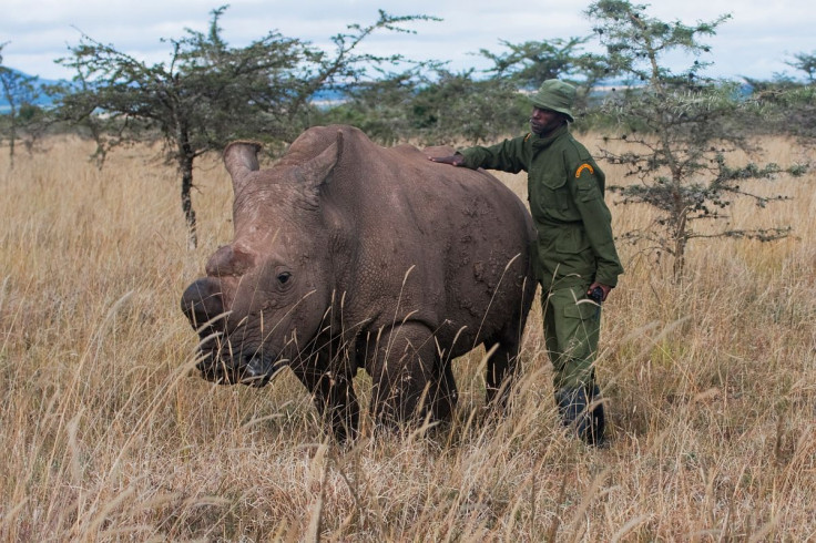 Sudan, the last northern white male, with his keeper - Jan Stejskal