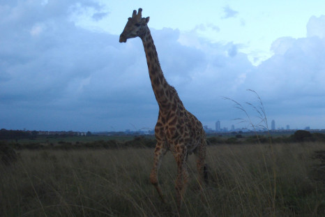 Africa-giraffe
