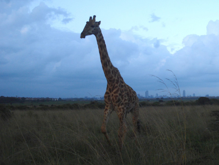 Africa-giraffe