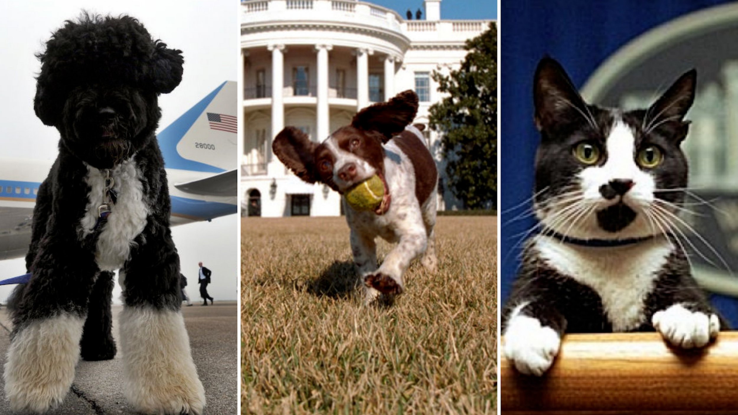 Do Dogs Remember Your Voice