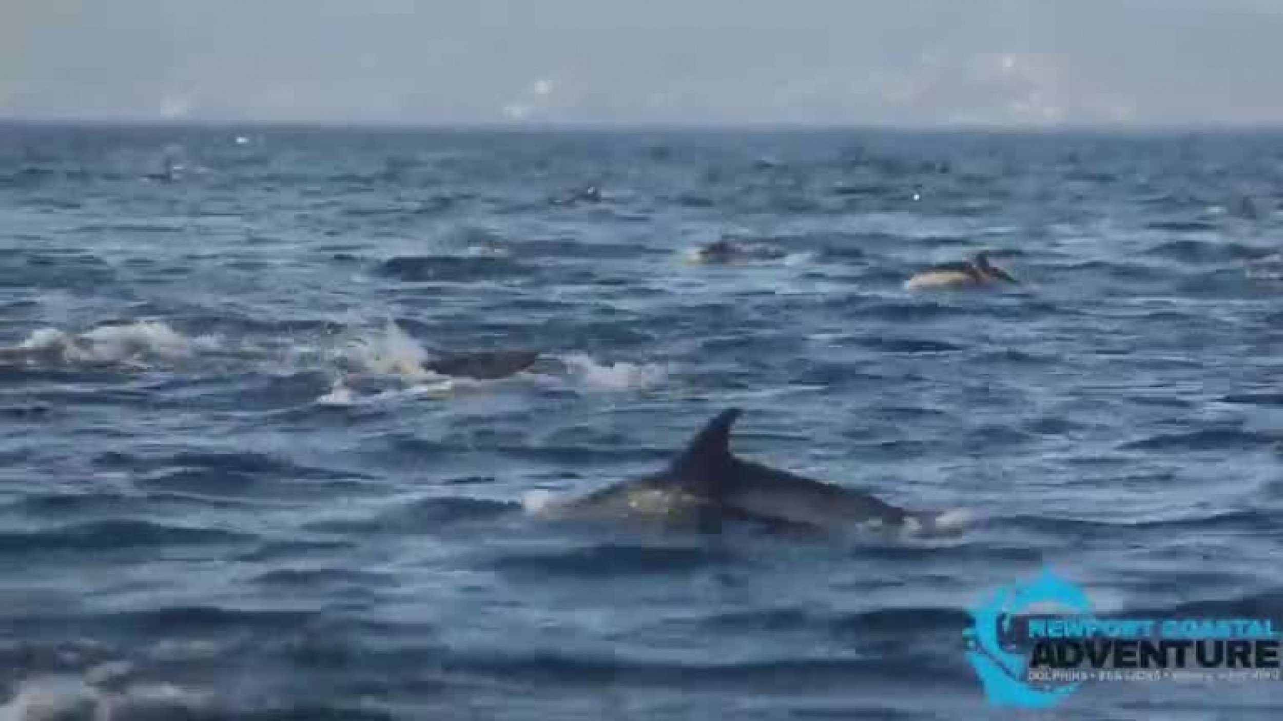 Mega Pod Of Common Dolphins Seen Off California Coast