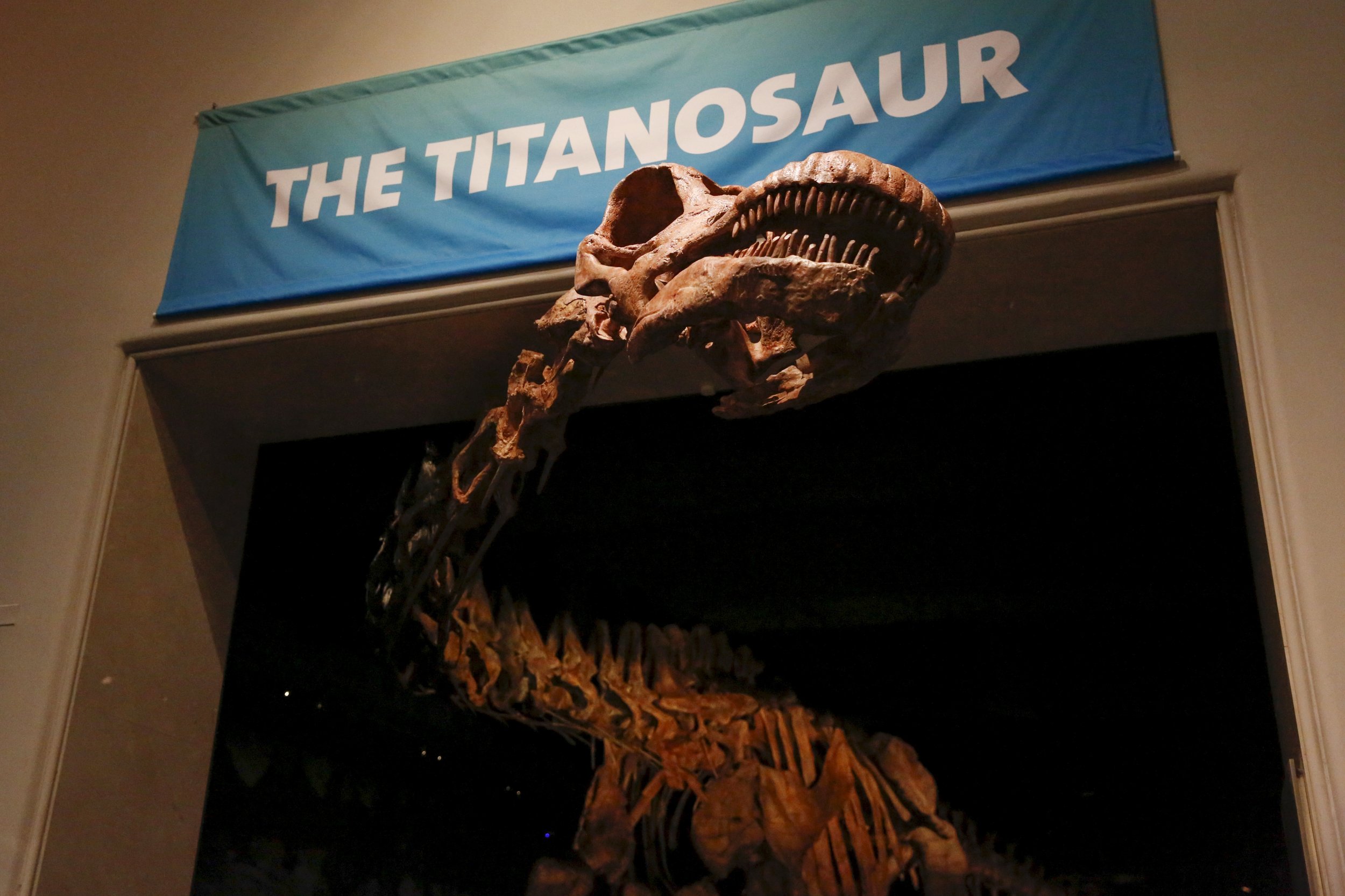 What Is The Titanosaur? American Museum Of Natural History Displays ...