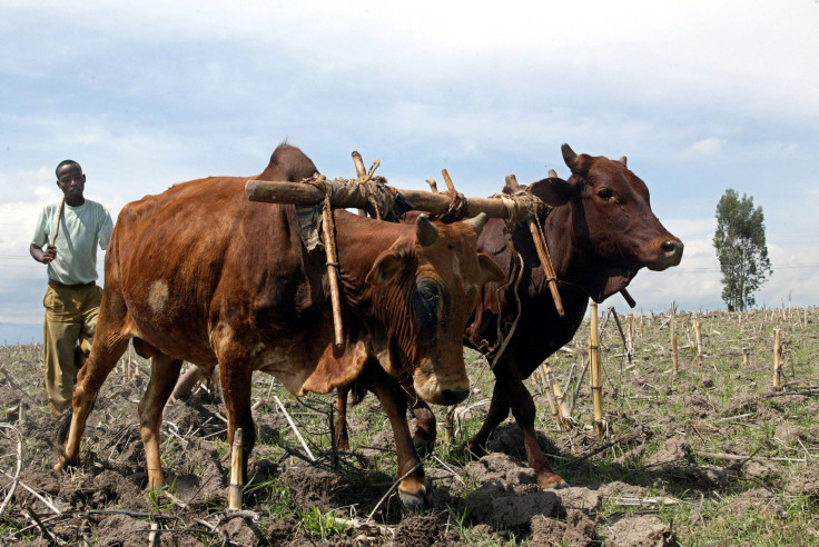 Ethiopian farmer