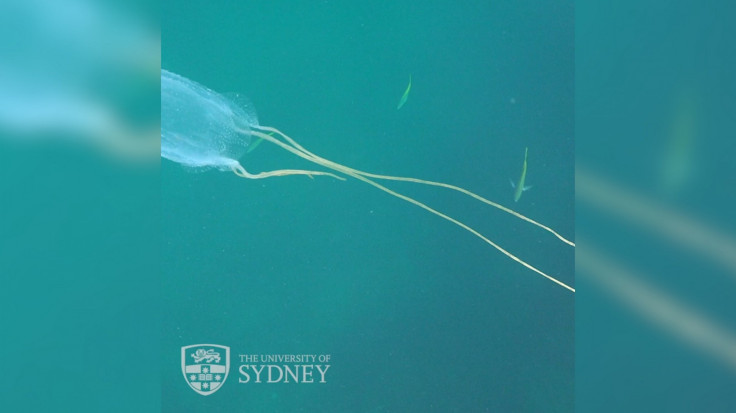 Researchers Find Antidote To Box Jellyfish Sting