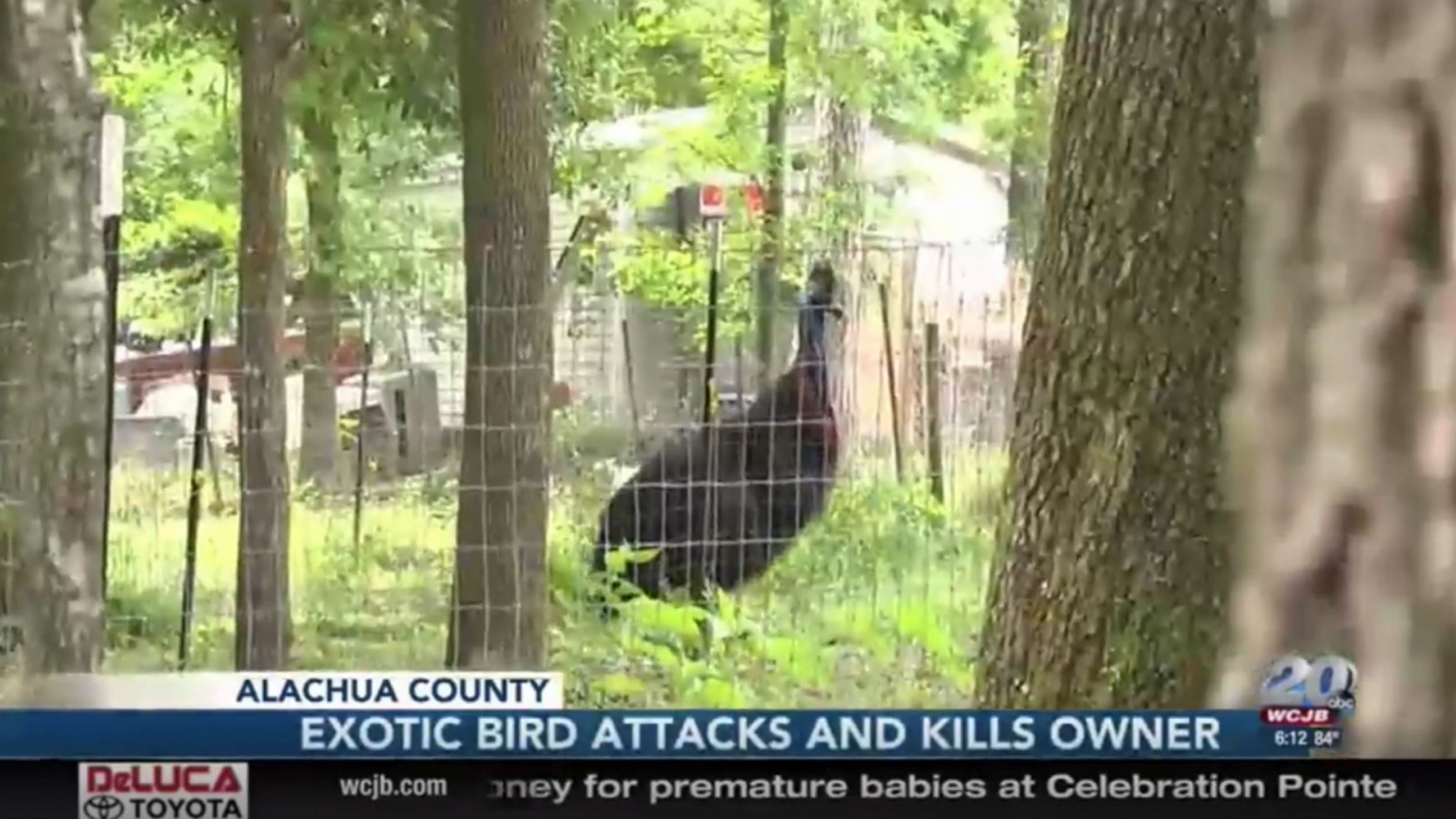 75-Year-Old Man Dead After Getting Attacked By Exotic Bird In Florida