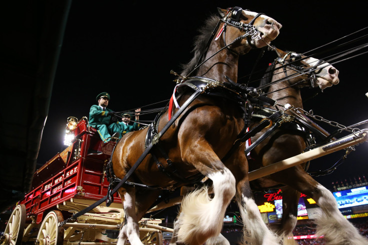 Budweiser Clydesdales