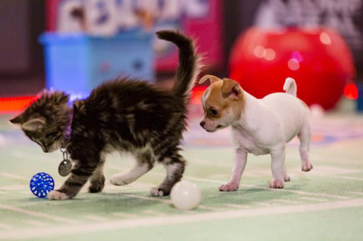 Hallmark Channel's Kitten Bowl 2016