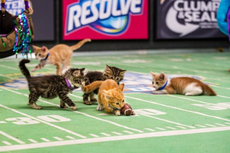 Hallmark Channel's Kitten Bowl 2016