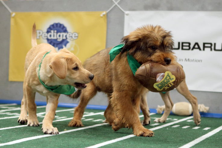 puppy bowl 2016 line up
