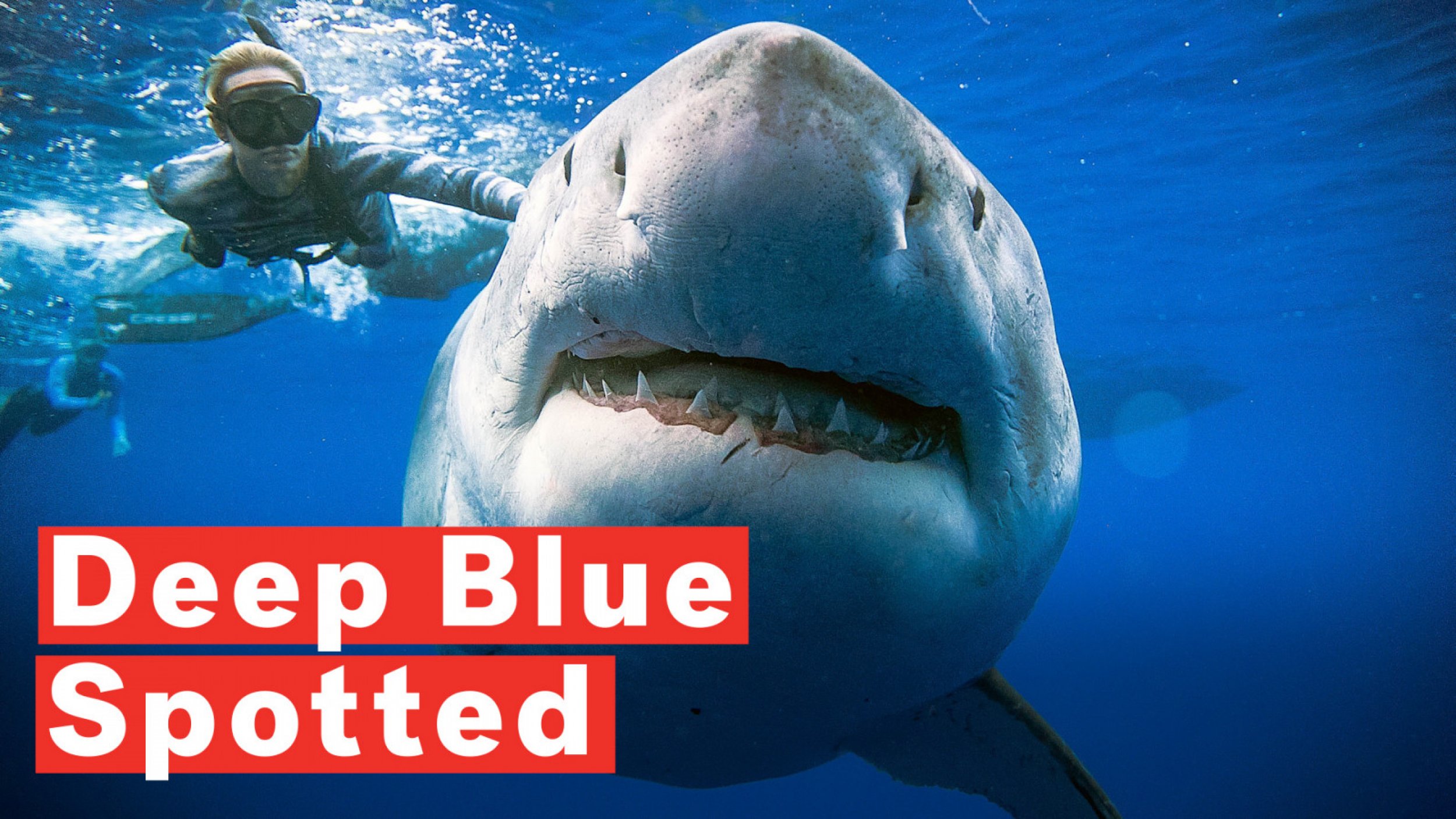 Massive Great White Shark Deep Blue Spotted Off Hawaii Coast