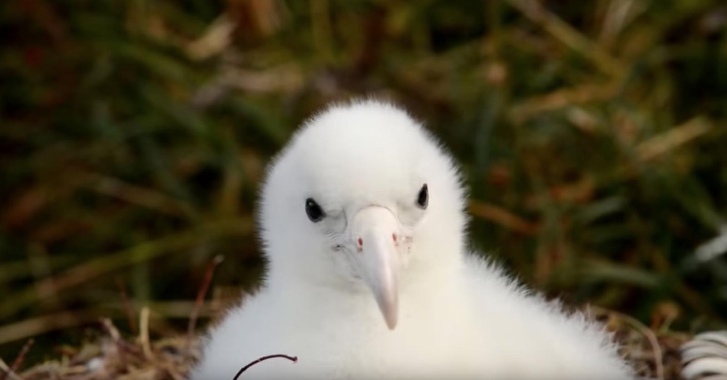 Monster Mice Are Eating Seabird Chicks Alive, Decimating Population