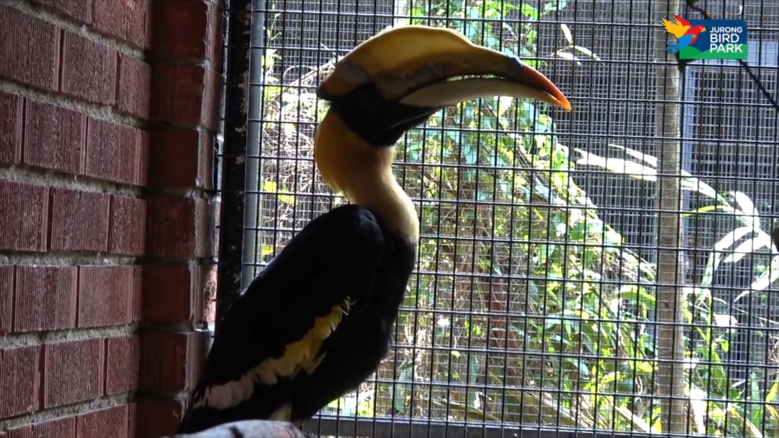 Hornbill Gets 3D-Printed Prosthetic Beak