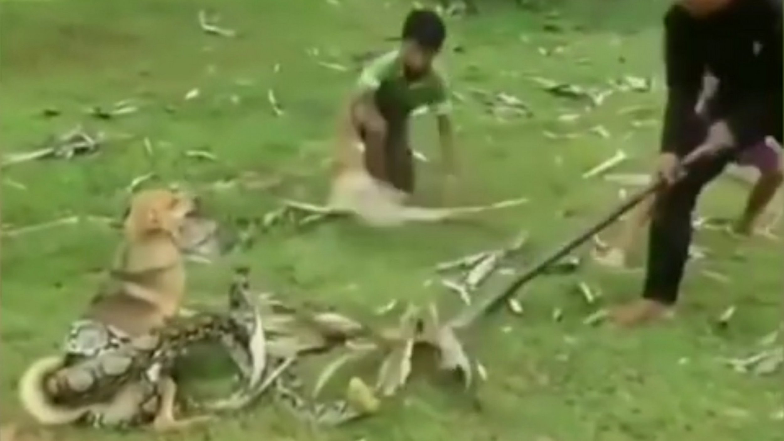 Young Boys Fight Off Giant Snake To Save Dog