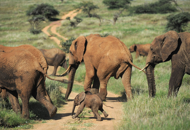 Kenya elephants