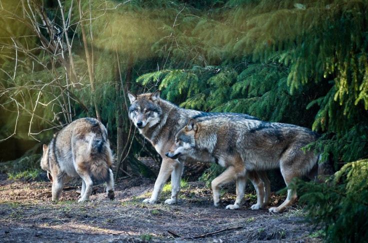 Germany wolves