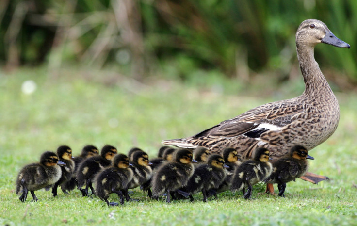 England ducklings