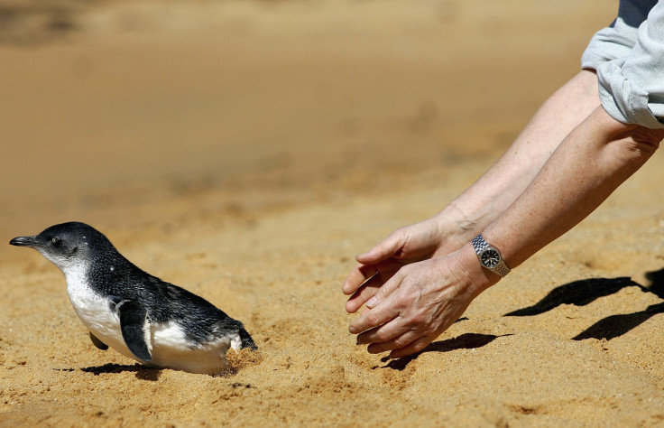 Australia penguin