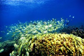 Hawaii coral reef