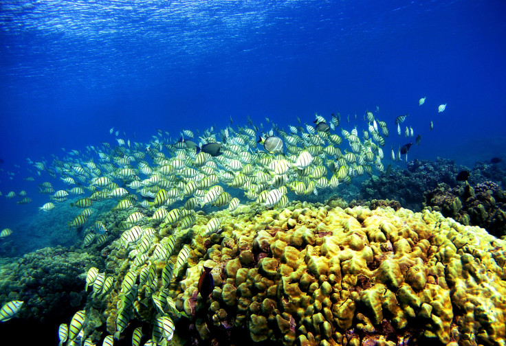 Hawaii coral reef