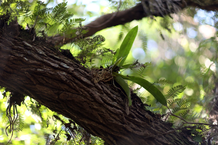 Mule ear orchid