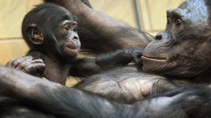 Bonobos