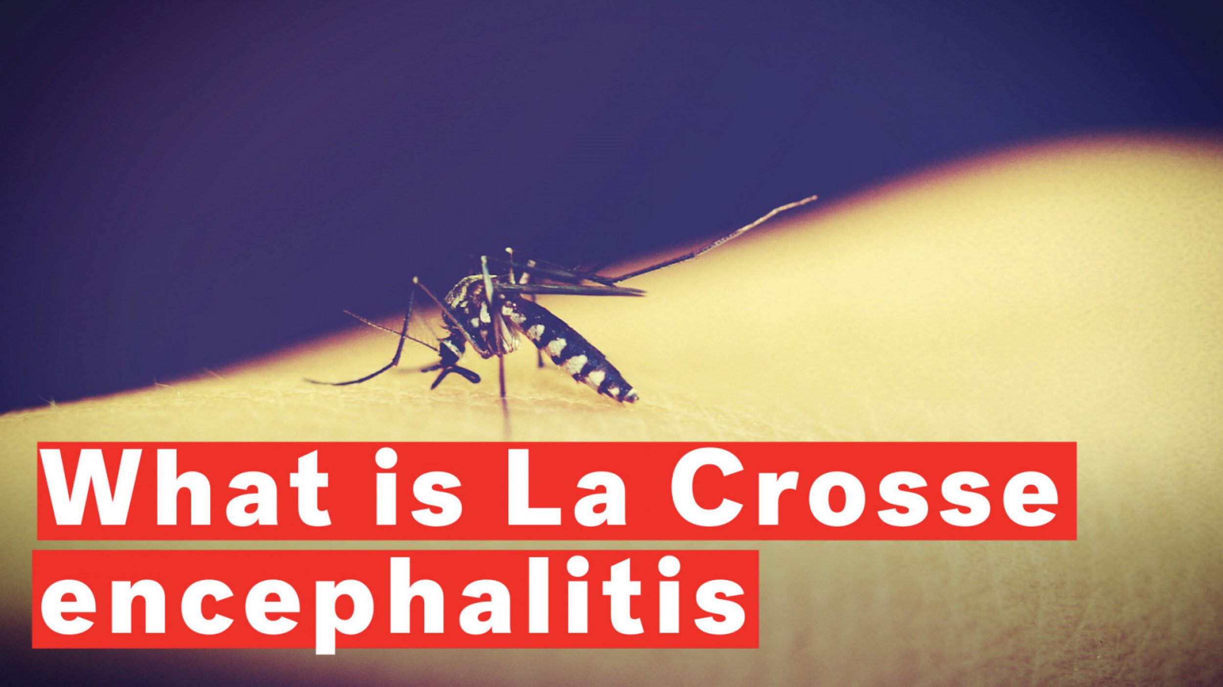 What Is La Crosse Encephalitis