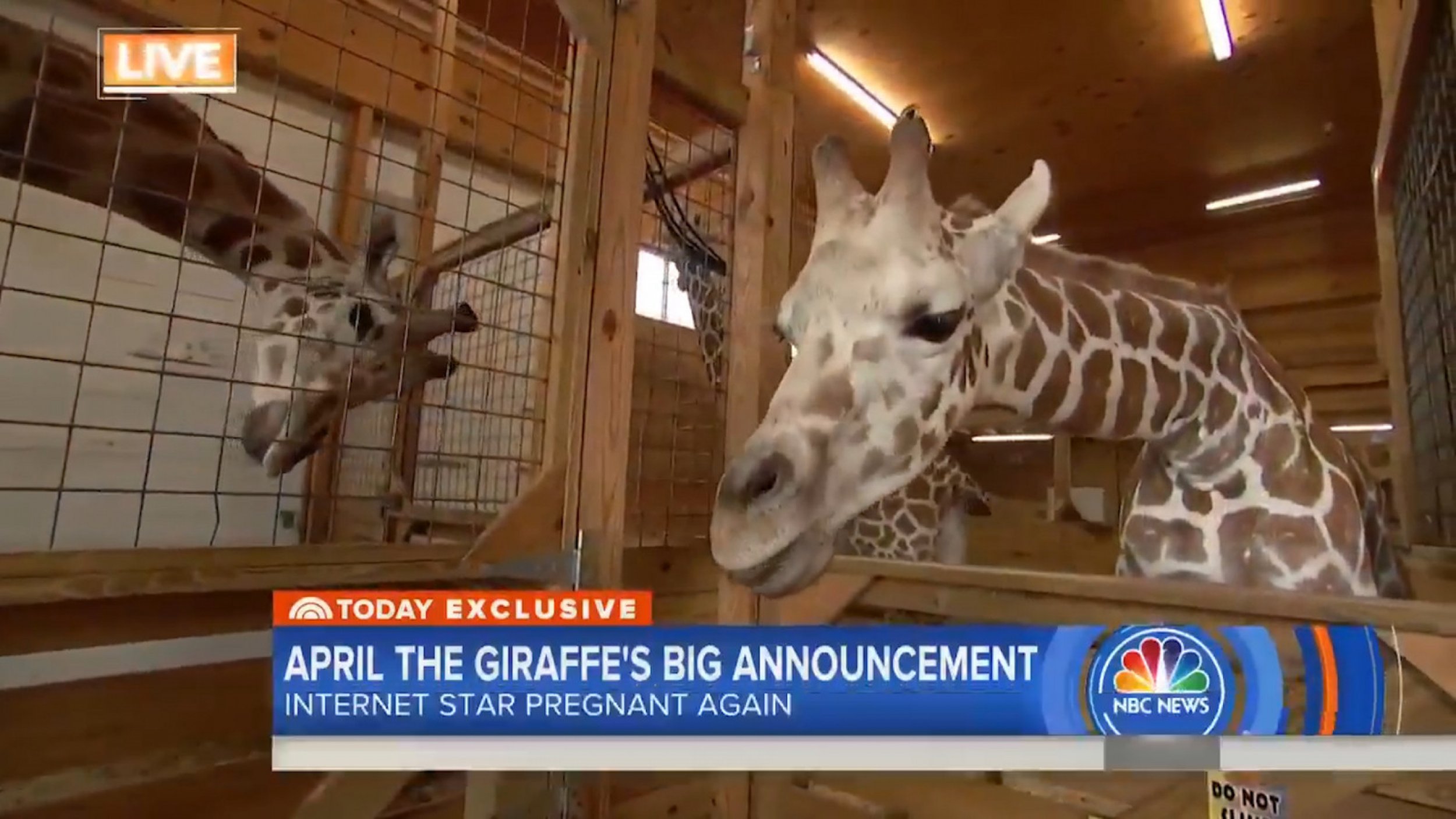 April The Giraffe Is Pregnant Again