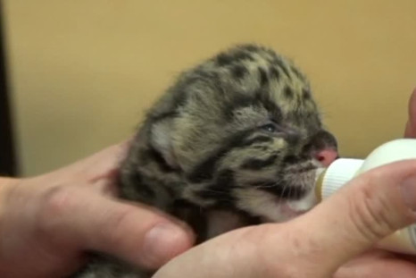 Baby Clouded Leopards