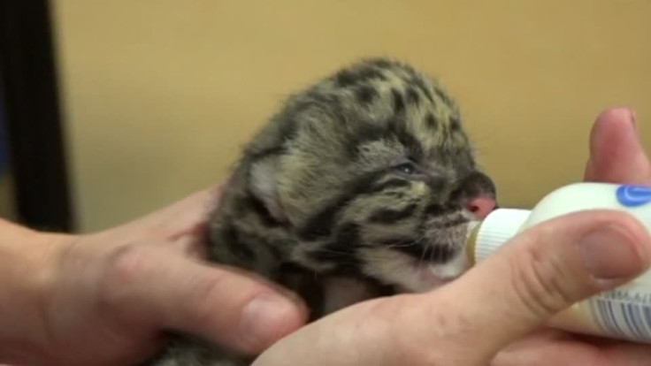 Baby Clouded Leopards