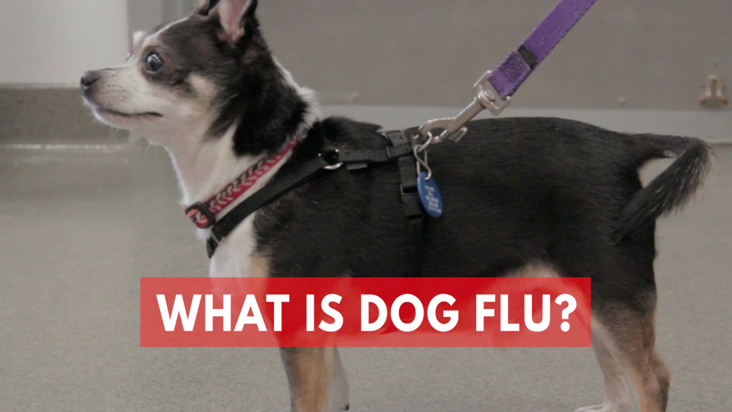 What Is Dog Flu Highly Contagious Disease Spreading In Parts Of U.S.