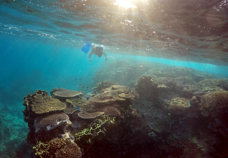 Great barrier reef (2)