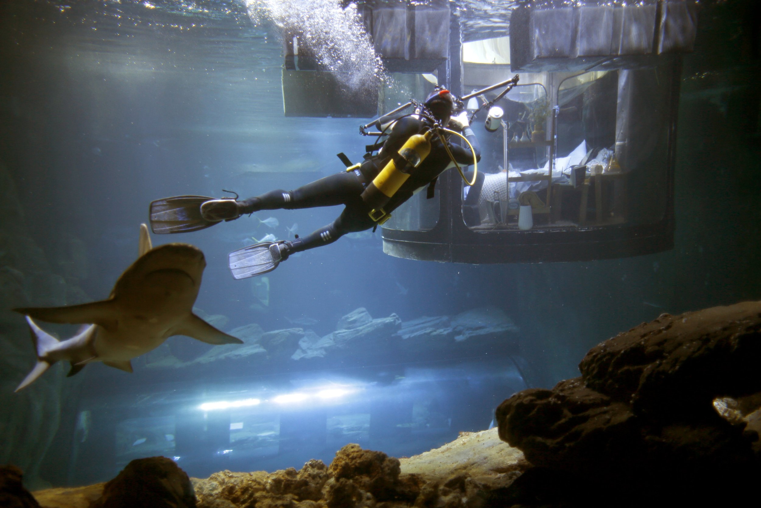 Sleep The Night With Sharks At The Paris Aquarium [Video] | IBTimes