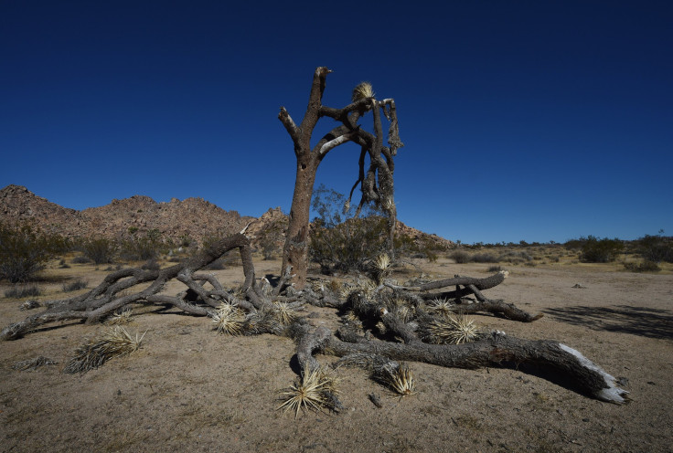 joshua tree