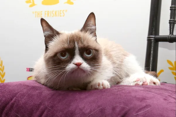 Grumpy Cat