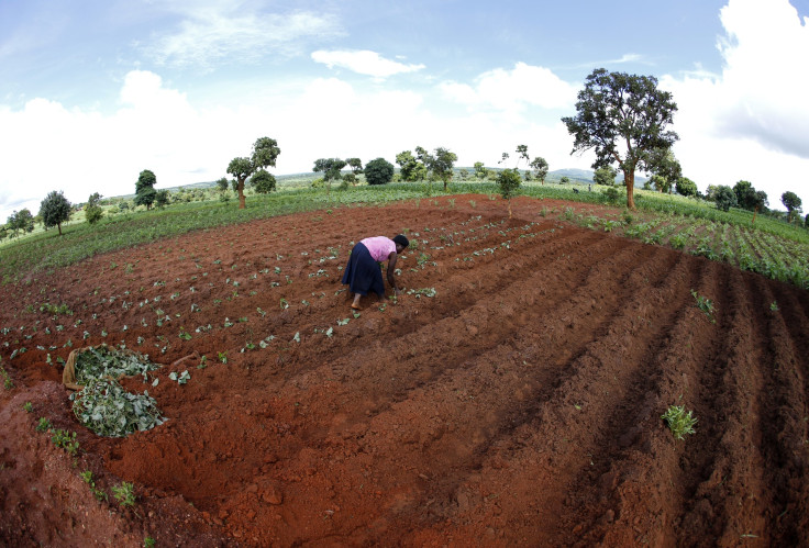 Malawi farmer