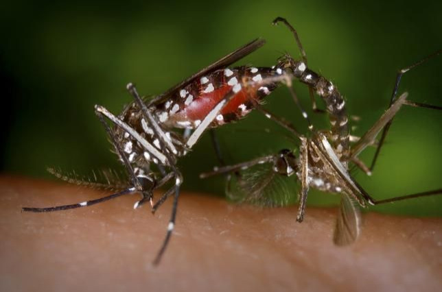 zika