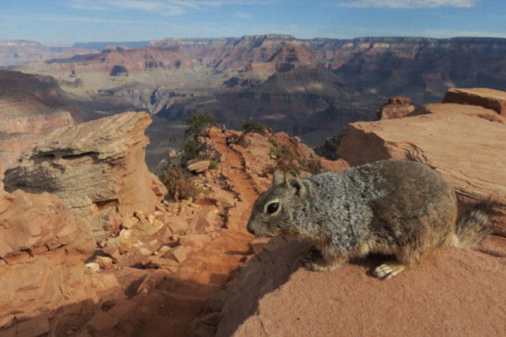 national park squirrel