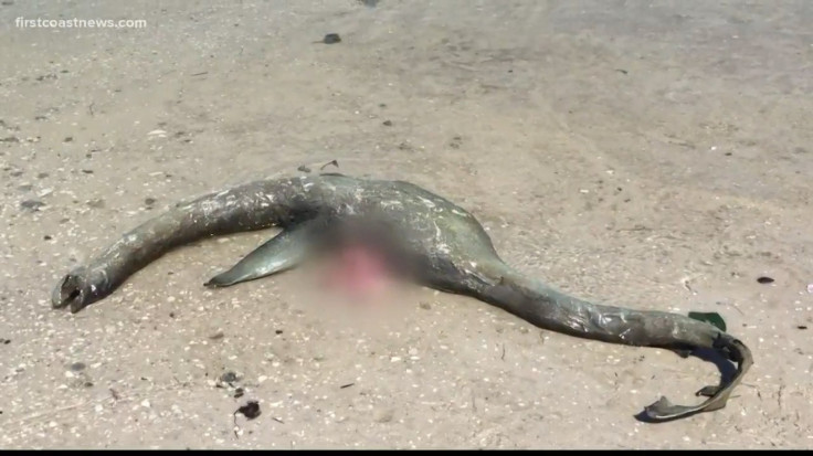 Mysterious Sea Creature Washes Up On South Georgia Beach