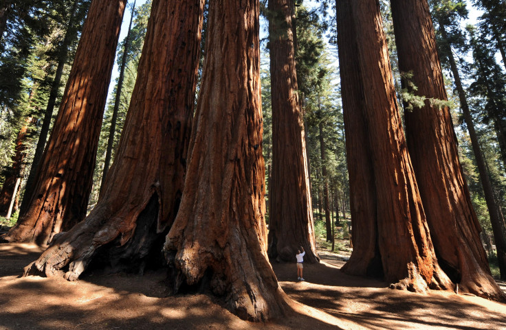 Sequoia National Park, California