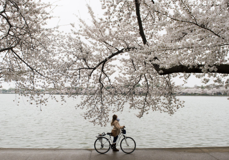 Cherry blossom trees in Washington, DC