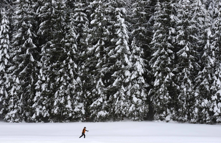 Snow-covered trees in Germany