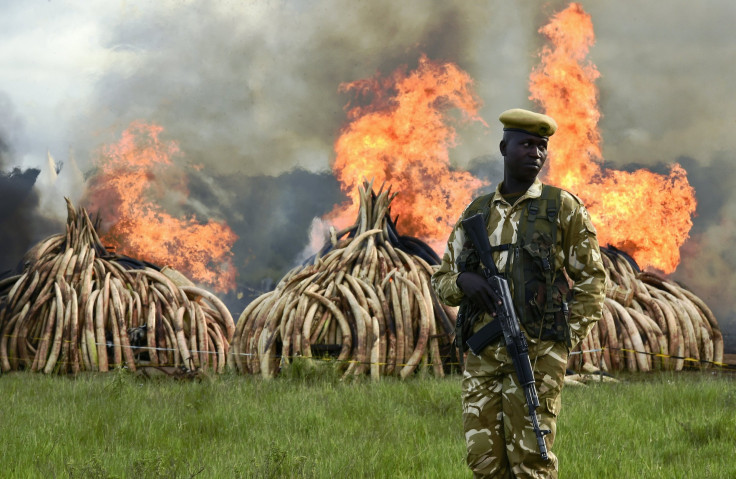 kenya ivory bonfires